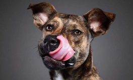 娱乐吃瓜酱狗狗拍照,狗狗镜头下的娱乐吃瓜瞬间