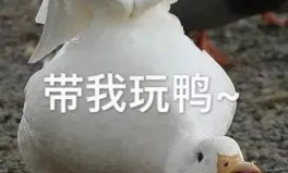 娱乐吃瓜鸭鸭鸭,鸭鸭鸭带你领略娱乐圈风云变幻