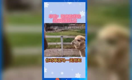 娱乐吃瓜宣传片,揭秘娱乐圈幕后故事