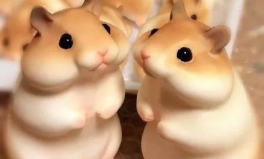 娱乐吃瓜酱当仓鼠店老板,揭秘当仓鼠店老板的趣味日常