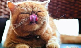 娱乐吃瓜猫的作品,揭秘娱乐圈那些不为人知的幕后故事